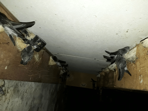 Sửa chữa bảo trì nhà nuôi yến cấp 4 xã hàm liêm